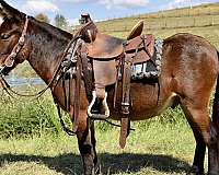 mini-mule