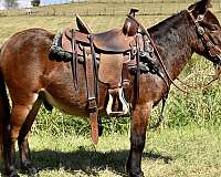 trick-trained-mule
