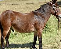 driving-mule