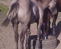 blue-grulla-hind-pasterns-white-horse