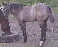 breeding-ranch-versatility-quarter-horse