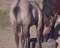 and-ranch-filly
