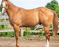 blaze-socks-on-hind-legs-horse