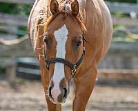 red-dun-blaze-socks-on-hind-legs-horse