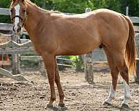 blaze-socks-on-hind-legs