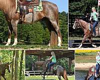 kid-safe-quarter-horse