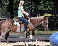 roan-quarter-horse