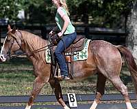 flashy-quarter-horse