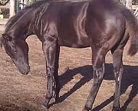 none-horse