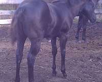 black-none-horse
