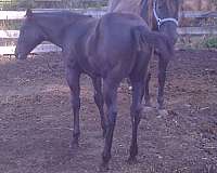 affordable-quarter-horse