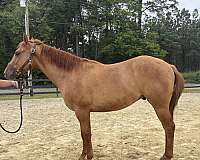 dun-colt-for-sale