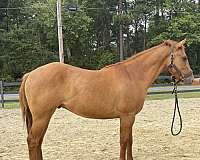 dun-quarter-horse-colt