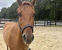 14-hand-quarter-horse-colt