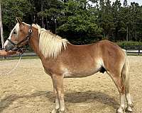 13-hand-haflinger-colt