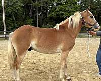 sorrel-haflinger-colt