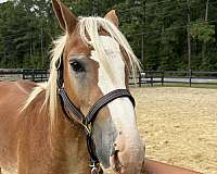 sorrel-colt-for-sale