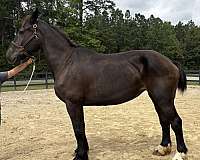 black-mare-for-sale
