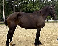 black-percheron-mare