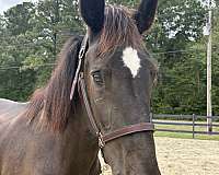 17-hand-percheron-mare