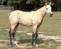 ptha-pinto-filly