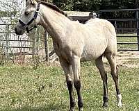 all-around-pinto-horse