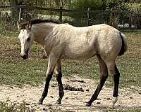 athletic-pinto-horse