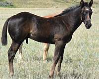 montana-horse-quarter