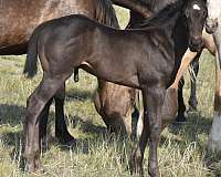 eastern-montana-quarter-horse