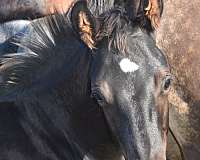 eastern-montana-horse