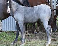 cat-smart-boonsmal-quarter-horse