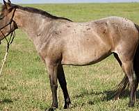 bay-roan-mustang-mare