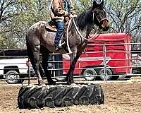 bay-roan-mare-for-sale