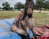 13-hand-mustang-mare