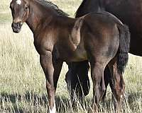 smokey-black-star-socks-horse