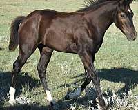 mahlstedtt-quarter-horse