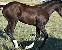 mahlstedtt-horse
