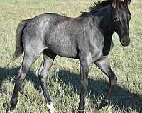 hind-half-socks-horse