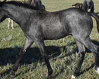 blue-roan-hind-half-socks-horse