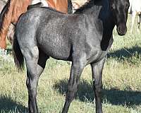 hind-half-socks