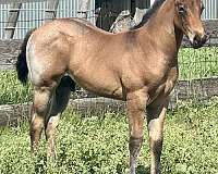 eastern-montana-colt