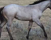 cropout-producer-colt