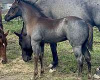 colonel-doc-bar-chex-quarter-horse