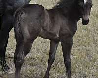 montana-horse-filly