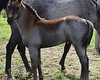 eastern-montana-filly
