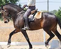 luso-friesian-horse