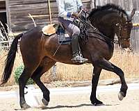 luso-friesian-friesian-lusitano-horse
