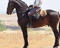 gelding-friesian-lusitano-horse