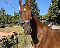 fancy-saddlebred-horse