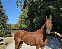 pretty-saddlebred-horse
